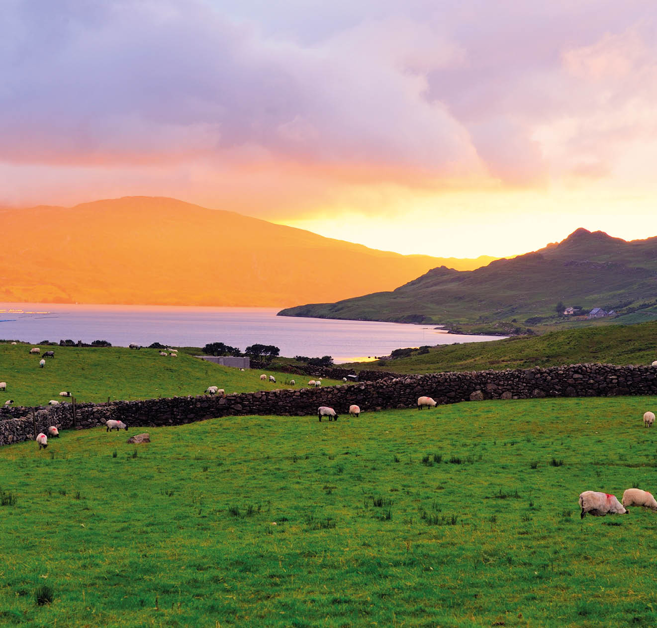 Sheep graze at sunset, overlooking Killary Harbour, Co.Mayo, Ireland