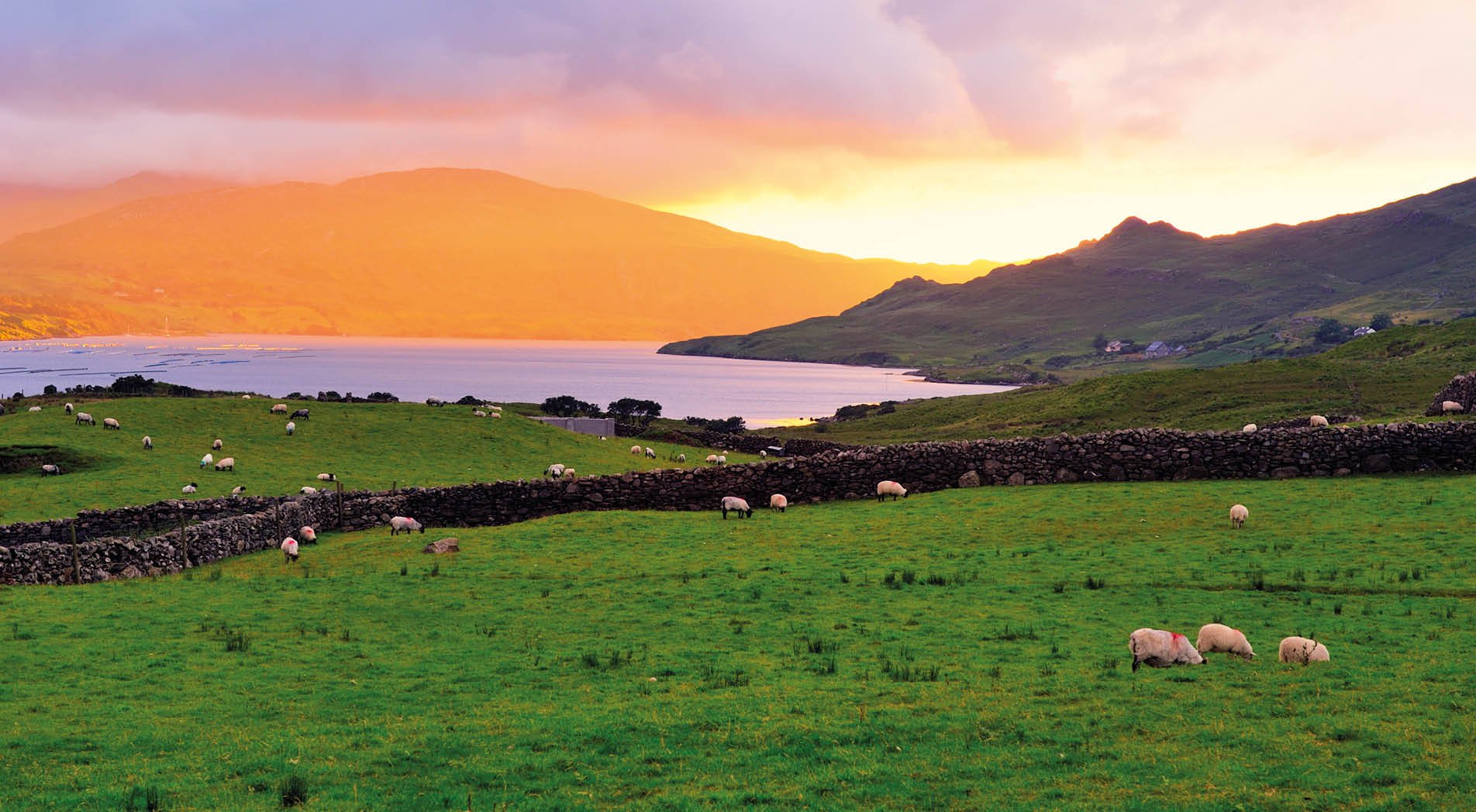 Sheep graze at sunset, overlooking Killary Harbour, Co.Mayo, Ireland