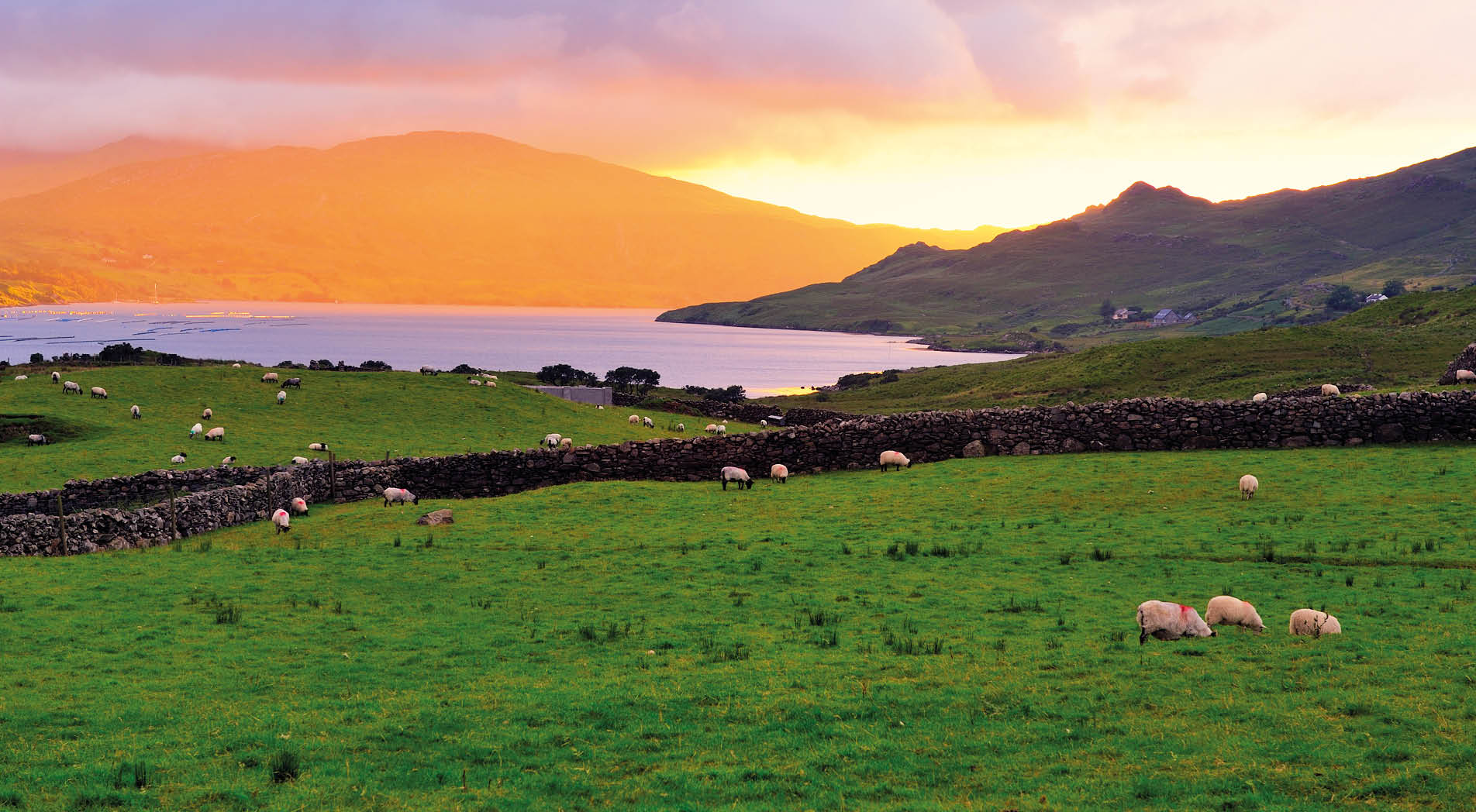 Sheep graze at sunset, overlooking Killary Harbour, Co.Mayo, Ireland